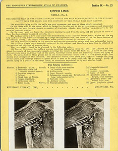 Thumbnail of Stereoscope Cards, Edinburgh Anatomy: Mediastina, Lungs, Upper Limb - Upper Limb, Axilla - No. 2. (2009.10.0002Z)