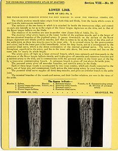 Thumbnail of Stereoscope Cards, Edinburgh Anatomy: Lower Limb Continued - Lower Limb, Back of Leg - No. 3. (2009.10.0003AB)