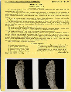 Thumbnail of Stereoscope Cards, Edinburgh Anatomy: Lower Limb Continued - Lower Limb, Sole of Foot - No. 1. (2009.10.0003AC)