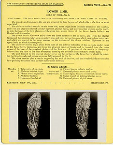 Thumbnail of Stereoscope Cards, Edinburgh Anatomy: Lower Limb Continued - Lower Limb, Sole of Foot - No. 2. (2009.10.0003AD)