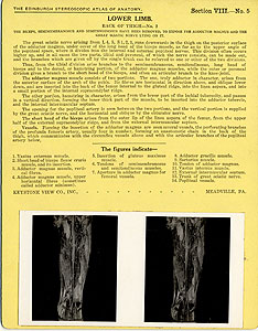 Thumbnail of Stereoscope Cards, Edinburgh Anatomy: Lower Limb Continued - Lower Limb, Back of Thigh - No. 2. (2009.10.0003H)