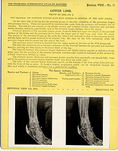 Thumbnail of Stereoscope Cards, Edinburgh Anatomy: Lower Limb Continued - Lower Limb, Front of Leg - No. 1. (2009.10.0003T)