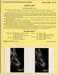 Thumbnail of Stereoscope Cards, Edinburgh Anatomy: Lower Limb Continued - Lower Limb, Dorsum of Foot - No. 3. (2009.10.0003X)