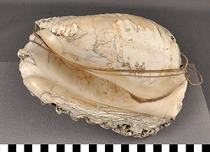 Thumbnail of Conch Shell Horn (2010.11.0001)