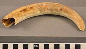 Thumbnail of Warthog Tusk Fetish (2014.03.0770)