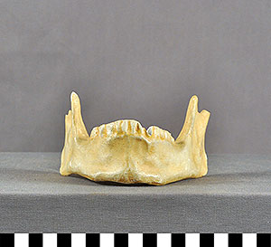 Thumbnail of Plaster Cast of Prehistoric Chinese Mandible (1998.19.2091B)