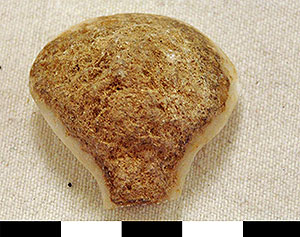 Thumbnail of Figurine Fragment, Head, "Stargazer"  (2000.17.0208)