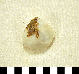 Thumbnail of Figurine Fragment, Head, "Stargazer"  (2000.17.0211)