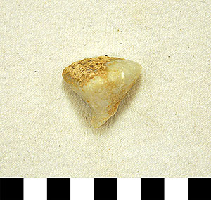 Thumbnail of Figurine Fragment, Head, "Stargazer"  (2000.17.0213)