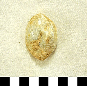 Thumbnail of Figurine Fragment, Head, "Stargazer"  (2000.17.0215)