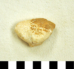 Thumbnail of Figurine Fragment, Head, "Stargazer"  (2000.17.0227)