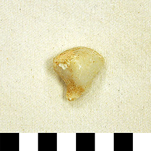 Thumbnail of Figurine Fragment, Head, "Stargazer"  (2000.17.0231)