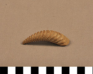 Thumbnail of Ceremonial Ornament: Shell (2013.05.1211)
