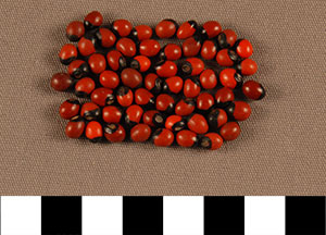 Thumbnail of 59 Abrus Precatorius Seed Money (2013.05.1724)