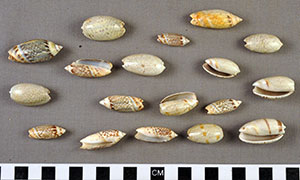 Thumbnail of 18 Olive Shell Money (2013.05.1742)