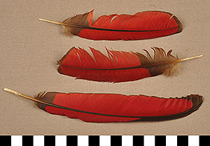 Thumbnail of 3 Turaco Flight Feathers (2014.03.0733)