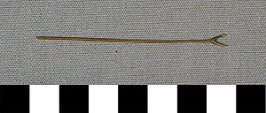 Thumbnail of Electrotype Facsimile of Broighter Boat: Forked Barge-Poke (1916.06.0029AB)