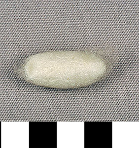 Thumbnail of Raw Material: Silk Moth Cocoon (1924.07.0004)
