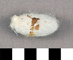 Thumbnail of Raw Material: Silk Moth Cocoon (1924.07.0016)