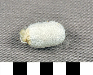 Thumbnail of Raw Material: Silk Moth Cocoon (1924.07.0017)