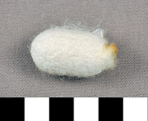 Thumbnail of Raw Material: Silk Moth Cocoon (1924.07.0018)
