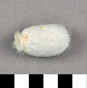 Thumbnail of Raw Material: Silk Moth Cocoon (1924.07.0019)