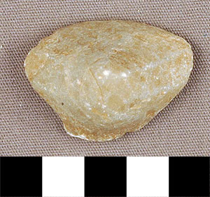 Thumbnail of Figurine Fragment, Head, "Stargazer"  (2000.17.0146)