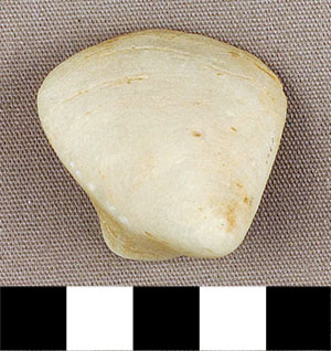 Thumbnail of Figurine Fragment, Head, "Stargazer"  (2000.17.0147)