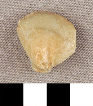 Thumbnail of Figurine Fragment, Head, "Stargazer"  (2000.17.0156)