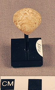 Thumbnail of Figurine Fragment, Head, "Stargazer"  (2000.17.0188)