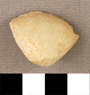 Thumbnail of Figurine Fragment, Head, "Stargazer"  (2000.17.0235)