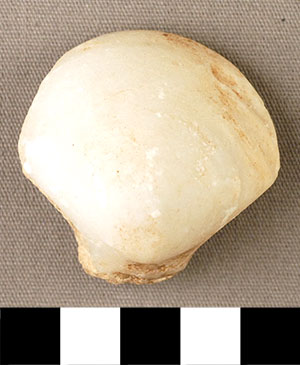 Thumbnail of Figurine Fragment, Head, "Stargazer"  (2000.17.0266)