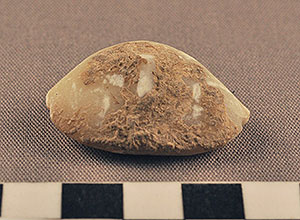 Thumbnail of Figurine Fragment, Head, "Stargazer"  (2000.17.0306)