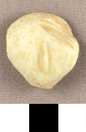 Thumbnail of Figurine Fragment, Head, "Stargazer"  (2000.17.0317)