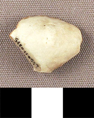 Thumbnail of Figurine Fragment, Head, "Stargazer"  (2000.17.0335)