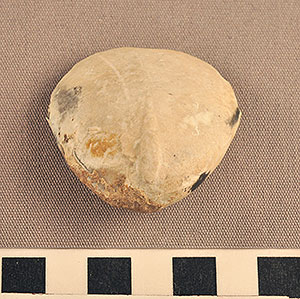 Thumbnail of Figurine Fragment, Head, "Stargazer"  (2002.14.0049)