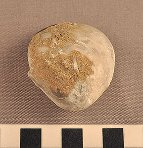 Thumbnail of Figurine Fragment, Head, "Stargazer"  (2002.14.0056)