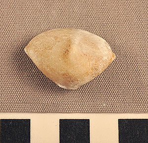 Thumbnail of Figurine Fragment, Head, "Stargazer"  (2002.14.0060)