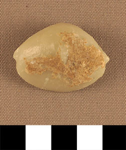 Thumbnail of Figurine Fragment, Head, "Stargazer"  (2002.14.0070)