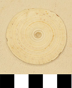 Thumbnail of Conus Shell Pendant (2013.05.1774D)
