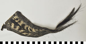 Thumbnail of Giraffe Tail Currency (2014.03.0346)