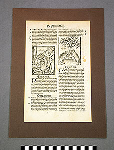 Thumbnail of Folio:  Hortus Sanitatis (1930.11.0008)