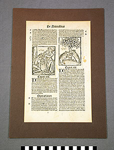 Thumbnail of Folio:  Hortus Sanitatis (1930.11.0008)