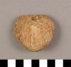 Thumbnail of Figurine Fragment, Head, "Stargazer"  (1995.02.0019)