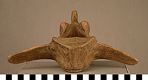 Thumbnail of Cow Vertebra (2015.03.0017)