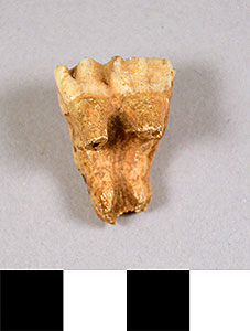 Thumbnail of Biospecimen: Deer or Horse Tooth (1924.02.0186)