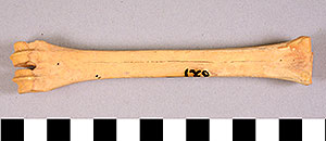 Thumbnail of Biospecimen: Faunal Remains (1998.19.2582)