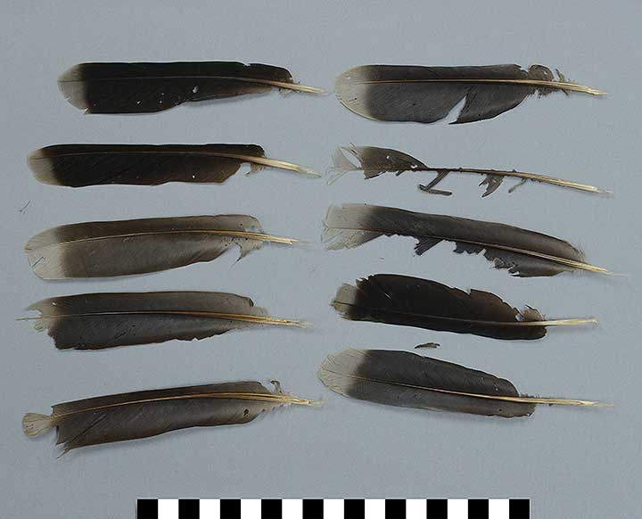 Thumbnail of Bilum Bag: 10 Feathers (2004.17.0071B)