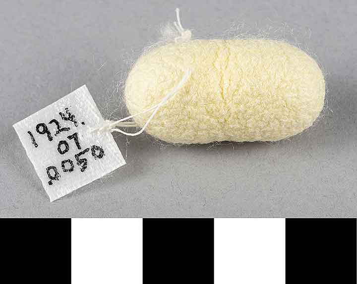 Thumbnail of Raw Material: Silk Moth Cocoon (1924.07.0050)