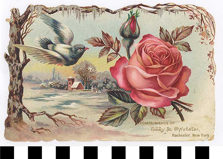 Thumbnail of Business Advertisement Card: Eddy & Webster  (1972.21.0077)